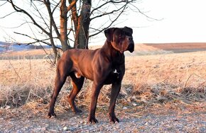 Cane Corso štěňátka s FCI PP - přátelská cena - 4