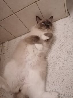 Ragdoll mačka - 4