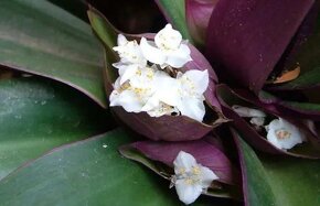Tradescantia spathacea - Moses in the cradle - 4