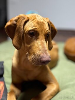 Rhodesian Ridgeback s PP k odberu - 4