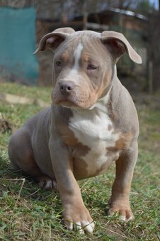 American bully ABKC standard - 4