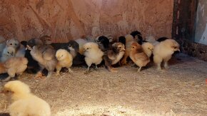 Araukany,  Ayam cemani, Brahmanky, Hodvábničky - 4