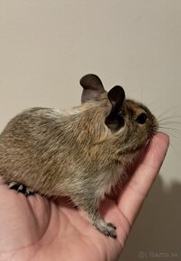 Osmak degu - 4