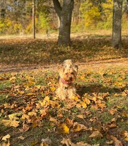 Yorkshire Terrier Mini - čistokrvné šteniatko - 4