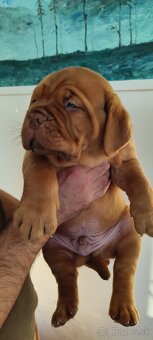 Bordeauxská doga, Dogue De Bordeaux - 4