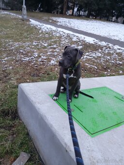 Americký Stafordširsky teriér (Amstaff) - 4