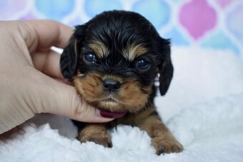 Cavalier King Charles Španiel s PP - 4