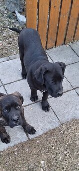 Cane corso šteniatka - 4