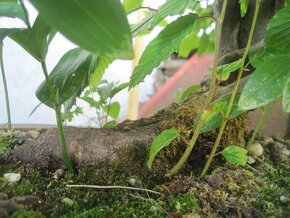 bonsai,bonsaj-hrab-lesiky z jedneho kmena - 4