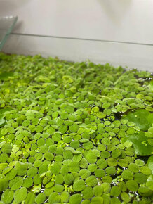 Predam Akvarijne rastliny - Salvinia natans - 4