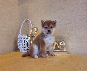 Shiba inu - 4