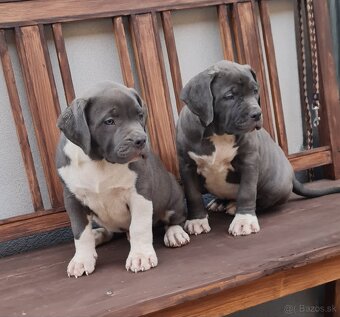 American Bully XL - 4