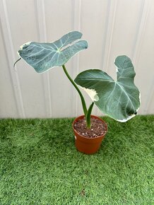 Alocasia Mickey Mouse - 4