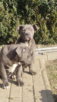 American bully - 4