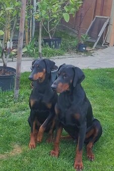 Doberman bez Pp. - 4