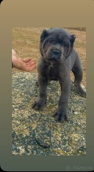 Šteniatka Cane Corso - 4