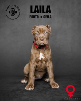 Bandog - 4