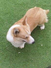 Welsh corgi parenie - 4