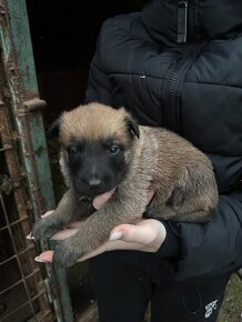 Belgický ovčiak šteniatka bez PP - 4