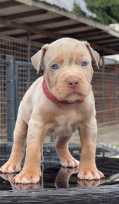 American bully xl, pitbull xxl k odberu v januari - 4