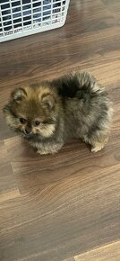 Pomeranian - 4