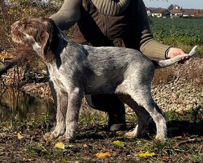 Italský spinone - 4