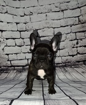 French bulldog/ francúzsky buldoček s PP - 4