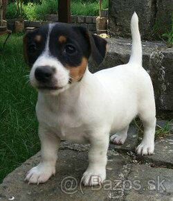 Jack russell teriér - 4