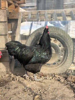 Australorp kohúty liahnuté 3/24 - 4