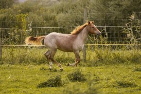 Kobylka AQH Red roan - 4