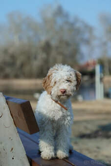 LAGOTTO ROMAGNOLO STENIATKO s PP - 4