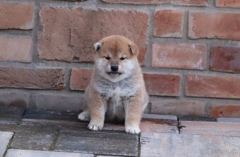 Shiba inu s PP - 4