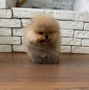 Pomeranian  mini - 4