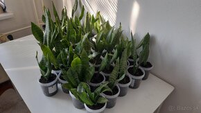 Svokrin Jazyk ( Sansevieria Želania) - 4