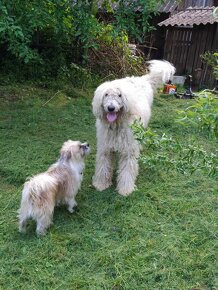 KOMONDOR ŠTENIATKA - 4