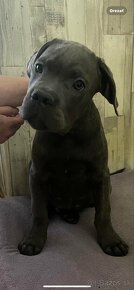 Cane corso - 4