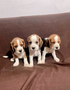 BEAGLE, BIGL, BIGEL - 4