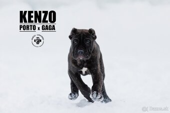 BANDOG - 4