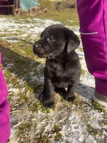 Labradorský retríver - šteniatka, Labrador šteniatka - 4