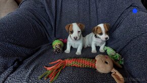 Jack russel terier - 4