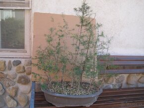 bonsai,bonsaj-smrekovec opadavý - 4