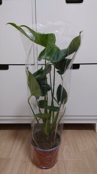 Monstera deliciosa, nová 60 cm výška - 4