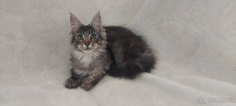 Mainska myvalia Mainne coon Mco - 4