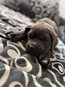 Predám Cane Corso šteniatko - 4