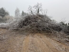 Darujem palivové drevo a drevo vhodné na štiepku - 4