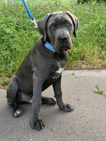 Predám Cane Corso - 4