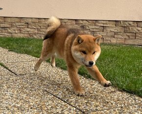 Shiba Inu s PP. - 4