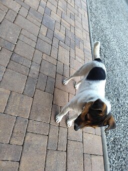 Jack Russel - 4