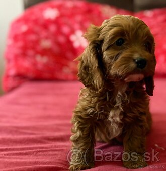 Cavapoo - 4