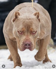 American bully xl xxl - 4